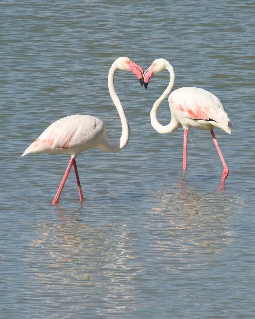 Flamencos en la laguna de Calpe, en la Costa Blanca. 